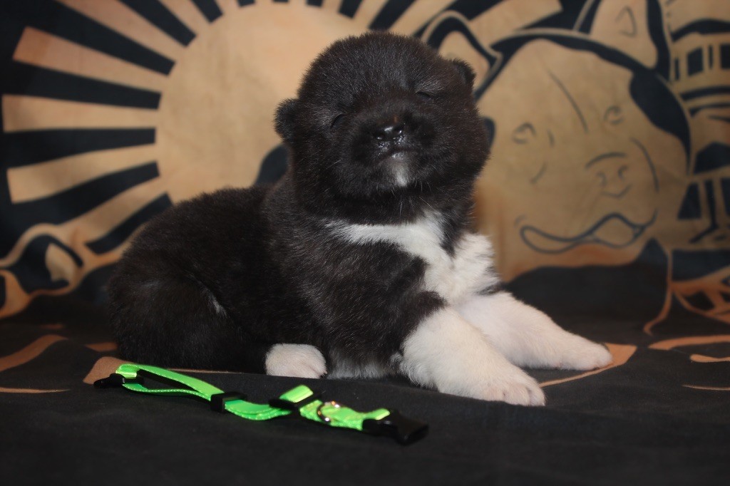 Goldsy - Chiot disponible  - Akita americain