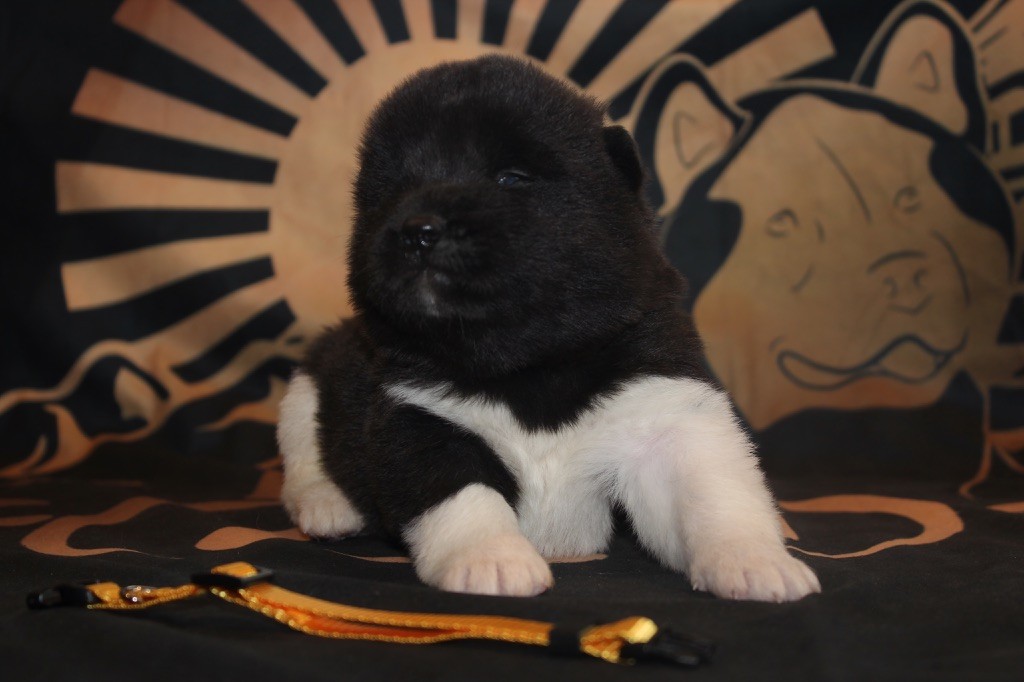 Goldsy - Chiot disponible  - Akita americain