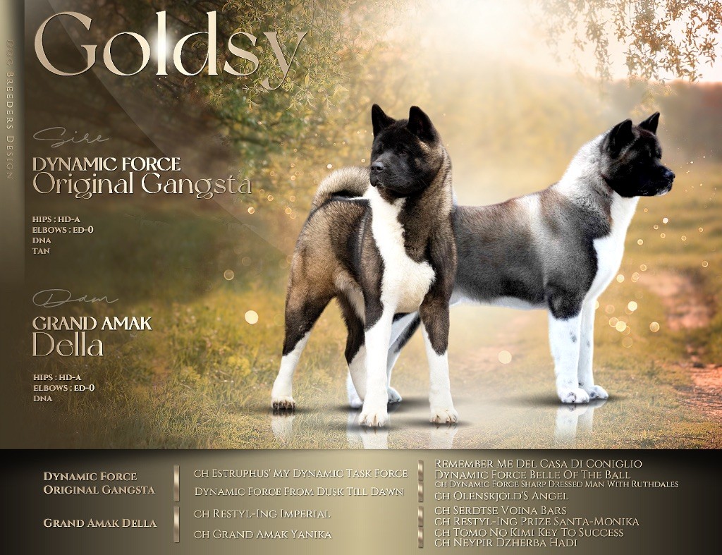 chiot Akita americain Goldsy