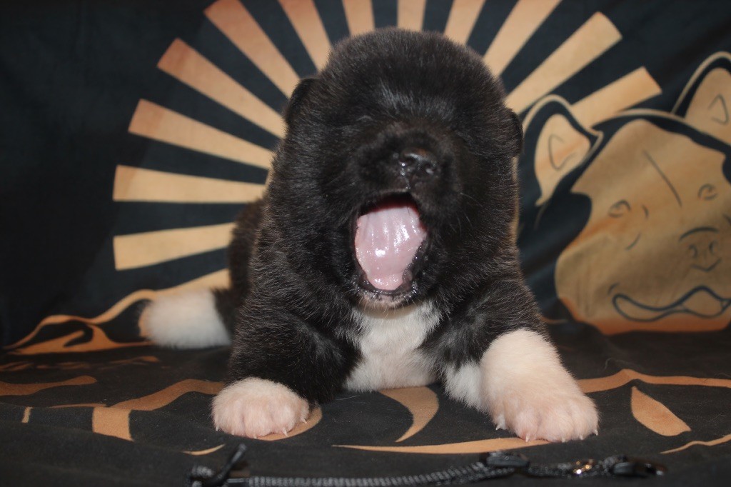 Goldsy - Chiot disponible  - Akita americain