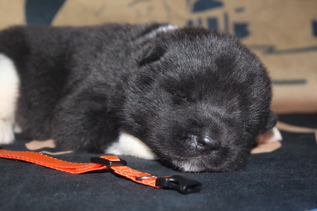 Goldsy - Chiot disponible  - Akita americain