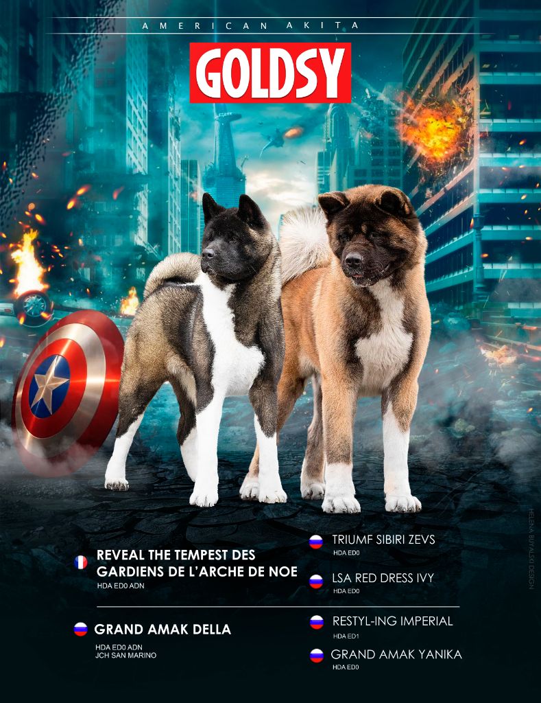 chiot Akita americain Goldsy