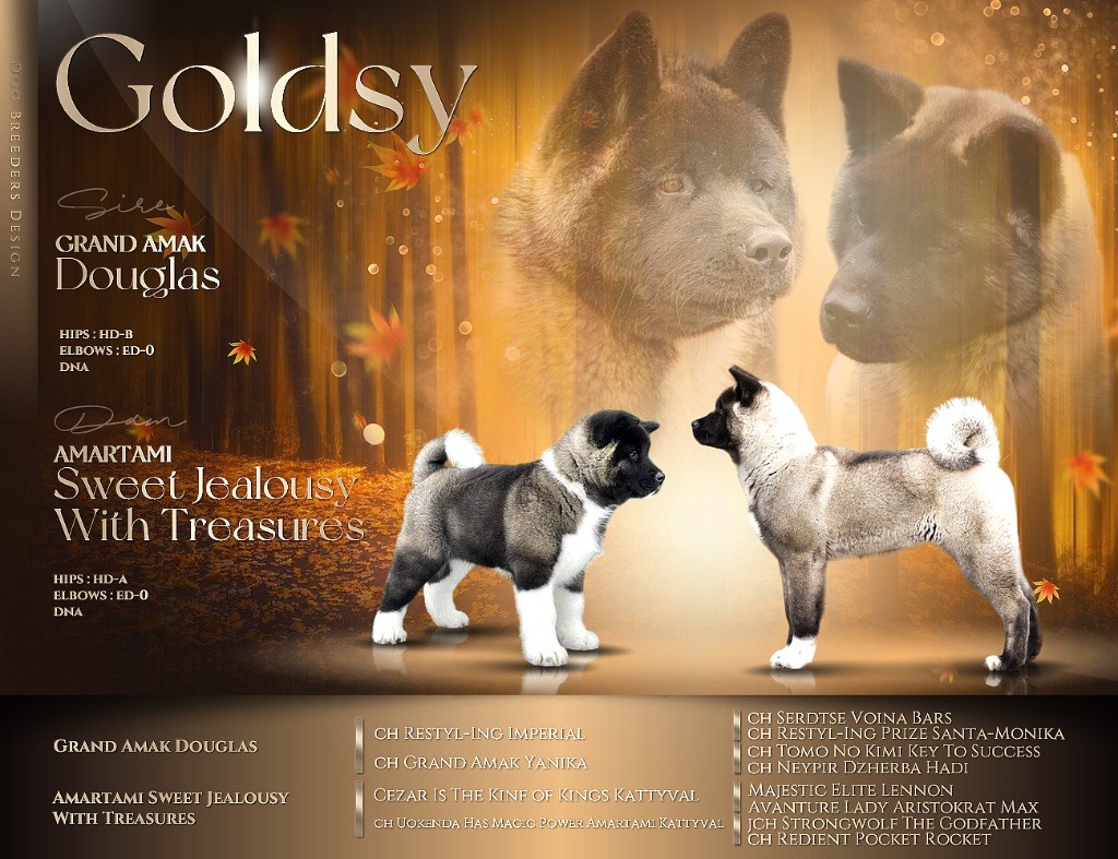 chiot Akita americain Goldsy