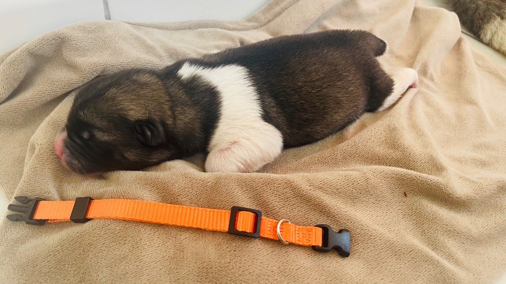 Goldsy - Chiots disponibles - Akita americain