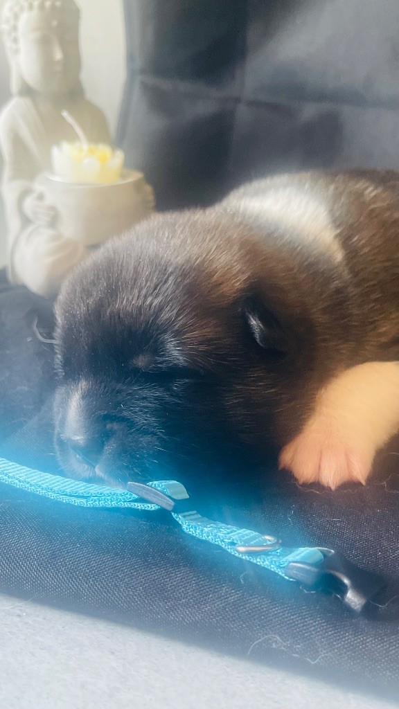 Goldsy - Chiots disponibles - Akita americain