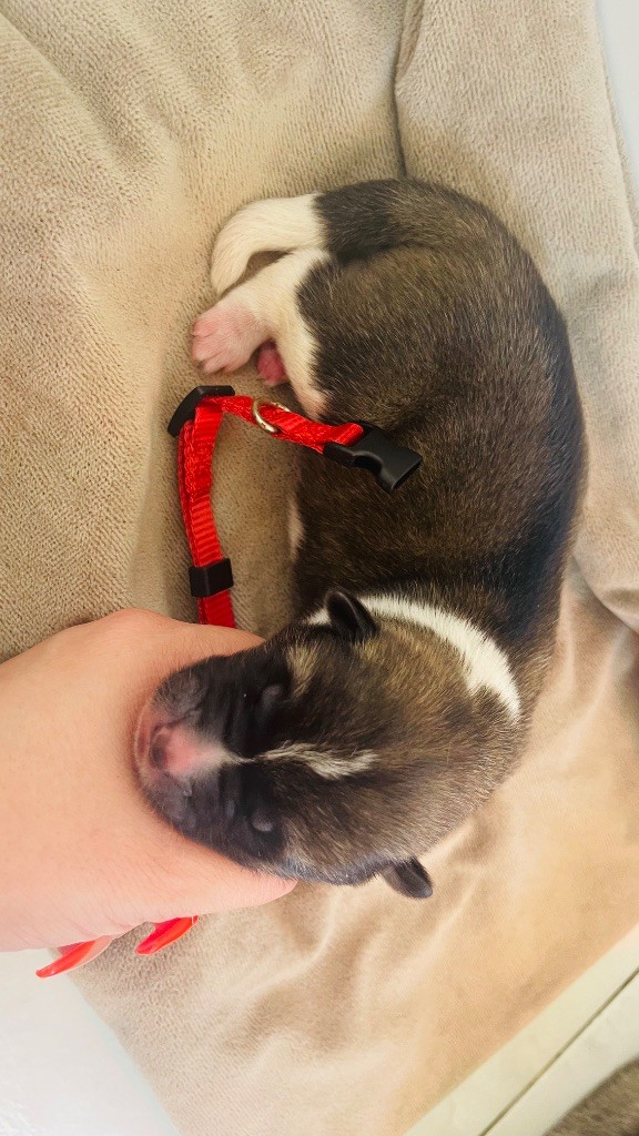 Goldsy - Chiots disponibles - Akita americain
