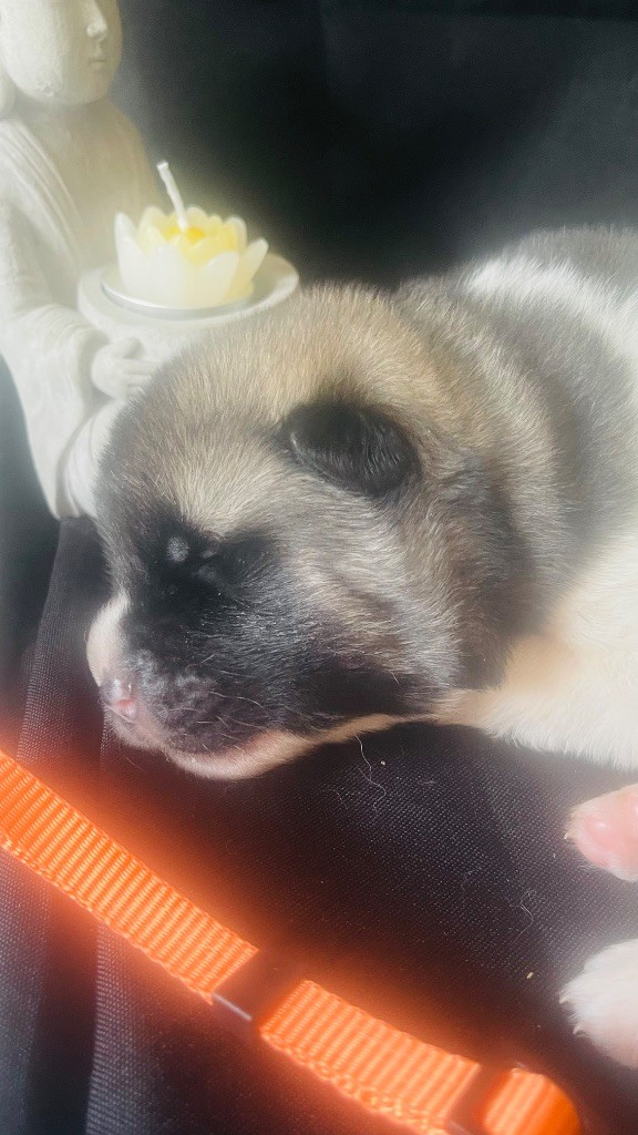 Goldsy - Chiots disponibles - Akita americain