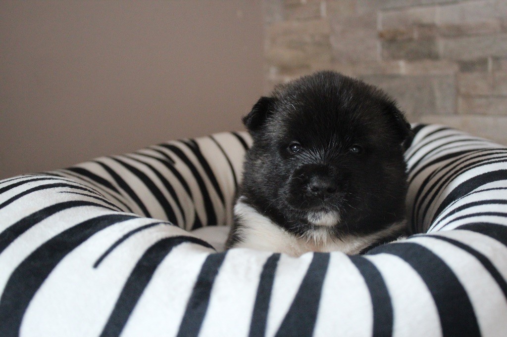 Goldsy - Chiots disponibles - Akita americain