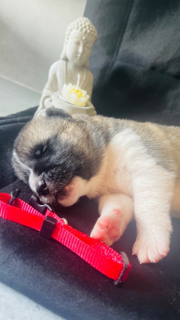 Goldsy - Chiots disponibles - Akita americain
