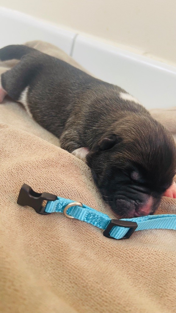 Goldsy - Chiots disponibles - Akita americain