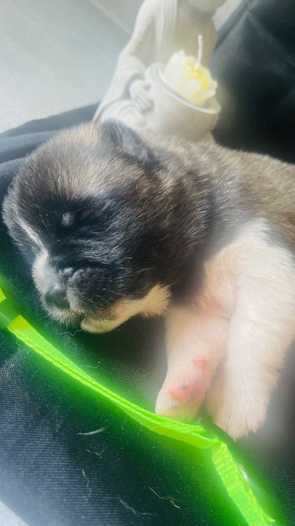 Goldsy - Chiots disponibles - Akita americain