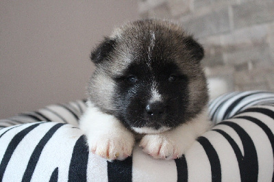 CHIOT ROUGE