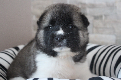 CHIOT ORANGE