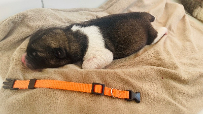 CHIOT ORANGE