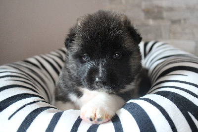 CHIOT JAUNE
