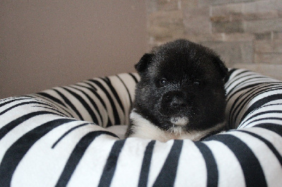 CHIOT ROSE