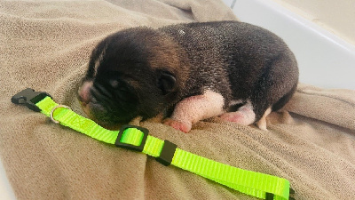 CHIOT JAUNE