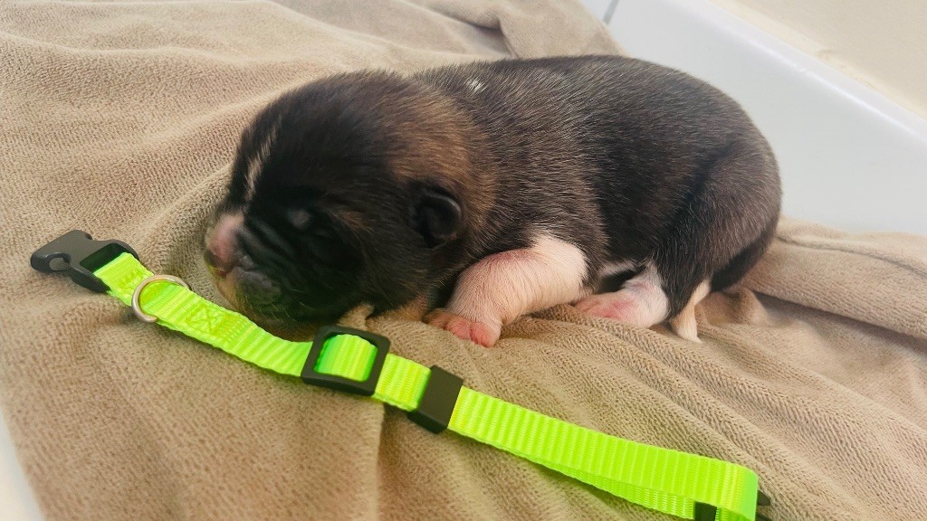 Goldsy - Chiots disponibles - Akita americain
