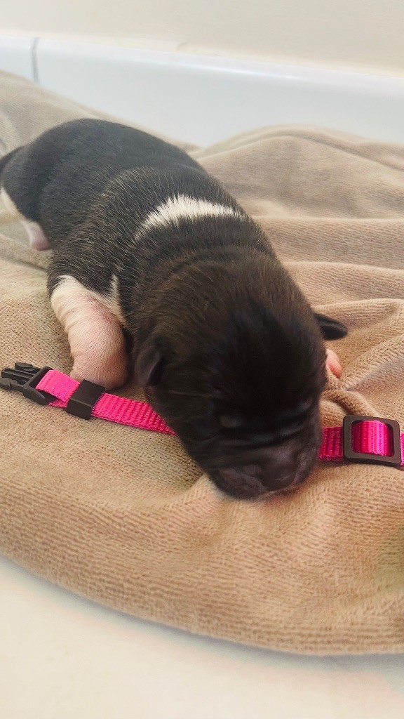Goldsy - Chiots disponibles - Akita americain