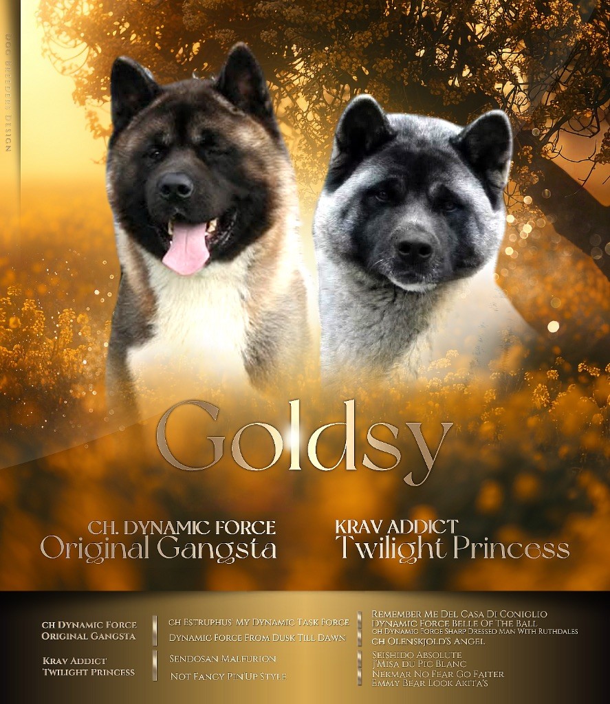 Goldsy - Akita americain - Portée née le 24/06/2025